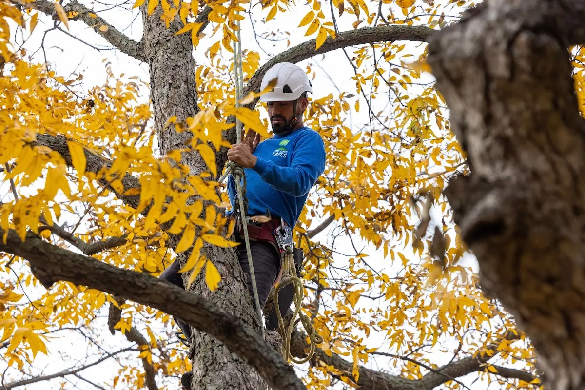 Skilled Tree Pruning crew working in Loysville