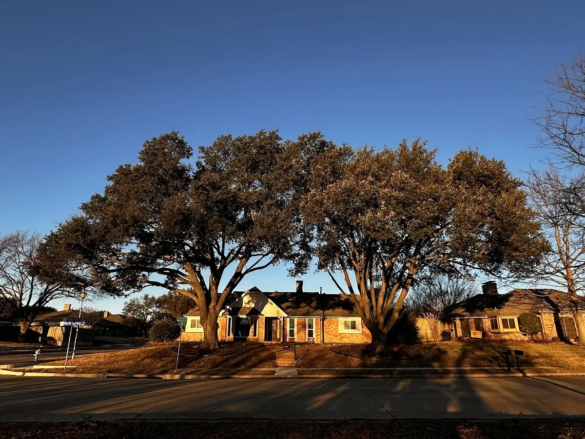 Established residential canopy tree shading a home in Loysville